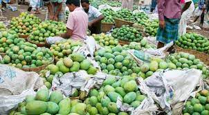 এখনও মিলছে তরতাজা আম