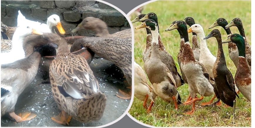 হাঁসের প্লেগ রোগ হলে প্রতিকার করবেন যেভাবে