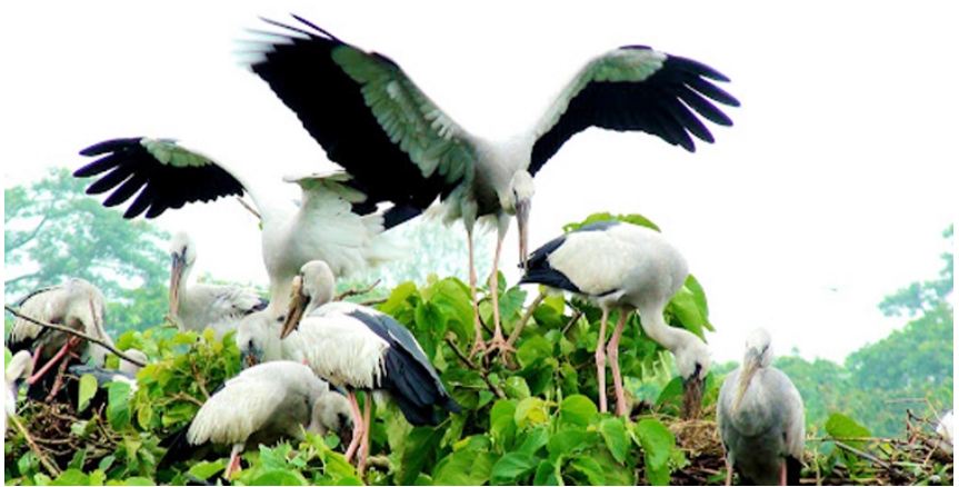 শীত পড়তেই পরিযায়ী পাখি দেখতে বিদেশিদের ভিড়