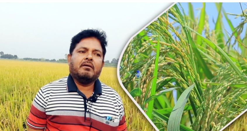 বিশ্ববিদ্যালয় পড়া শেষে ধান চাষে সফল মুরাদ
