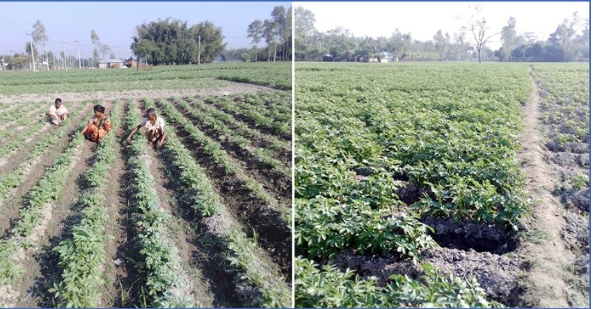 নীলফামারীতে আগাম আলুর ব্যাপক ফলনের আশা