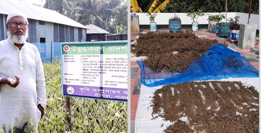 কোরিয়ান তেলবীজ চাষ হচ্ছে পাবনায়