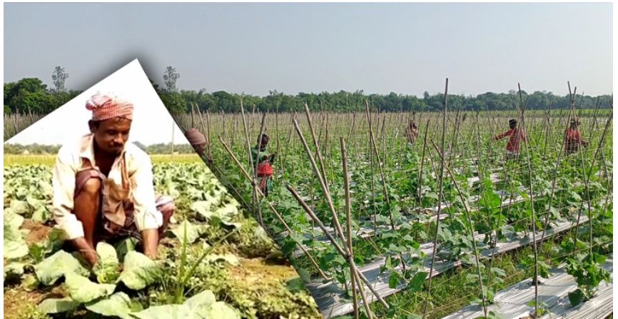 শীতকালীন সবজি চাষে ব্যস্ত সুনামগঞ্জের কৃষকরা