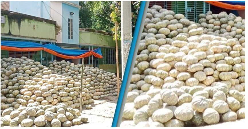 ফরিদপুরে মিষ্টি কুমড়ার ফলনে কৃষকের মুখে হাসি