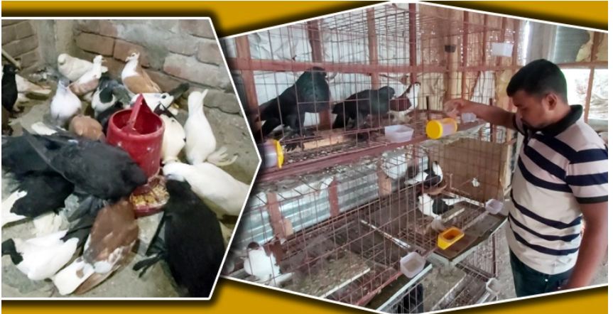 করোনায় ক্ষতিগ্রস্ত মাগুরার কবুতর ব্যবসায়ীরা