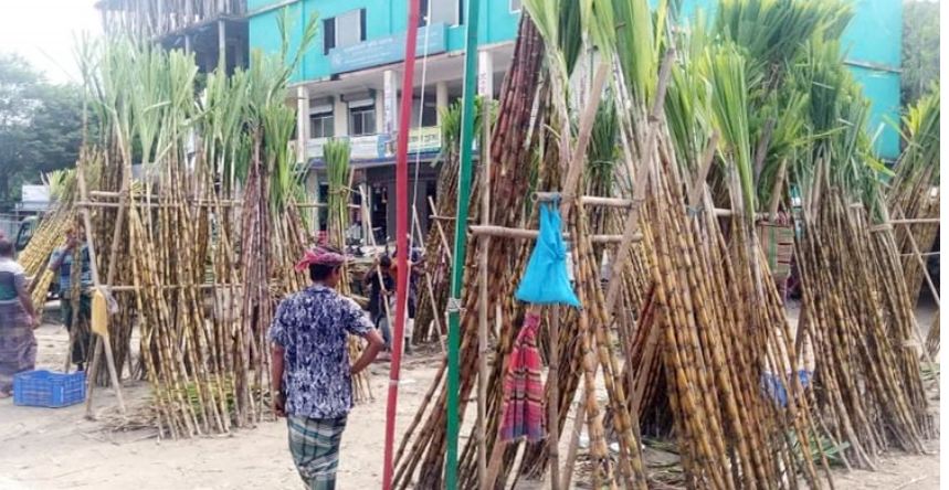 আখ চাষে ঝুঁকছেন ধামরাইয়ের চাষিরা