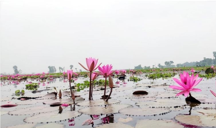 লাল শাপলার দখলে চেচুয়া বিল