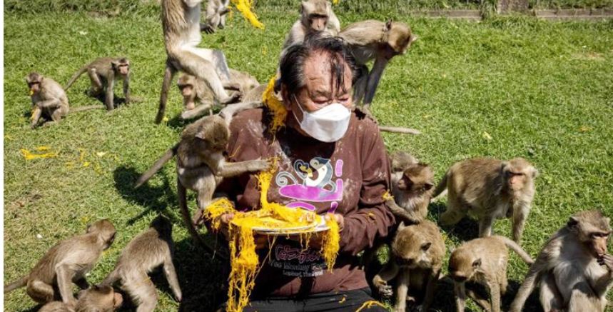 ২ বছর পর থাইল্যান্ডে বানর উৎসব