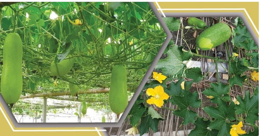 সহজে চালকুমড়া চাষ করার উপায়