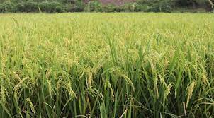 ‘ব্রি হাইব্রিড-৬’ ধানে কপাল খুলছে কৃষকদের