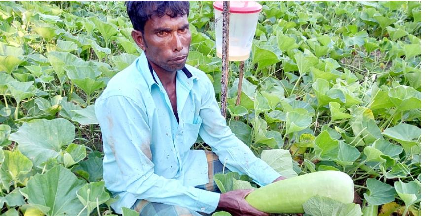 লাউ বিক্রি করে লাভের আশা কৃষকের