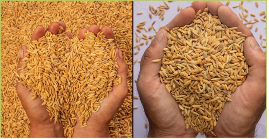 ধানের বীজ সংরক্ষণের উপায় জেনে নিন