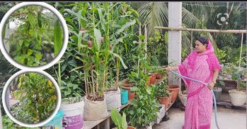 ছাদবাগান করে চমকে দিলেন সোনিয়া