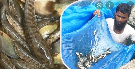 ভোলায় চাষ হচ্ছে দেশি মাছ