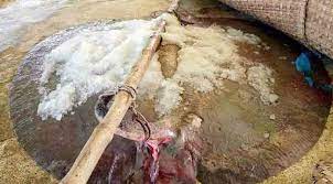 ধরা পড়লো ৫ মণ ওজনের শাপলাপাতা মাছ