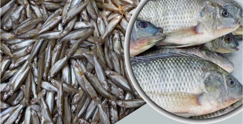 মলা মাছের সঙ্গে তেলাপিয়া চাষ করবেন যেভাবে