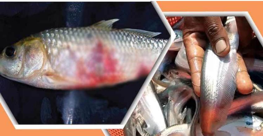 শীতকালে মাছের ক্ষতরোগ দূর করার উপায়