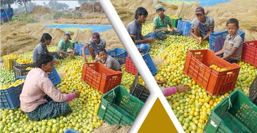 রাজশাহীতে টমেটোর ব্যাপক ফলন