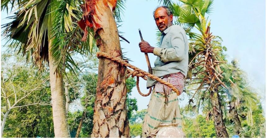 খেজুর গাছ থাকলেও গাছি মেলা ভার ফরিদপুরে