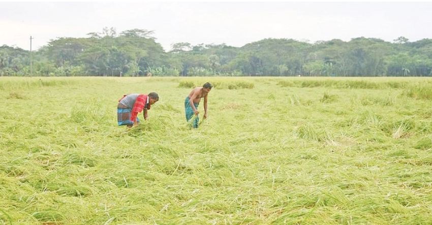 জাওয়াদে আমনের ১ লাখ ৩৩ হাজার হেক্টর জমি ক্ষতিগ্রস্ত