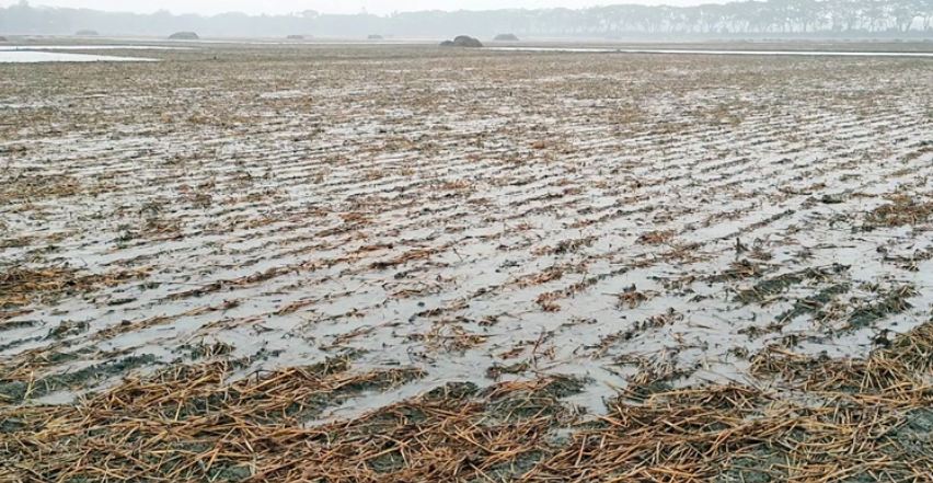 বীজ বুনতেই টানা বৃষ্টি, আলুচাষিদের মাথায় হাত