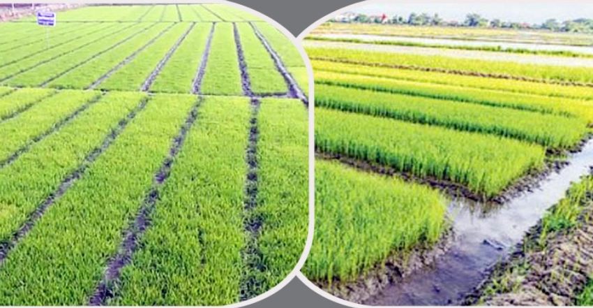 এই সময়ে ধানের চারার যত্ন নেবেন যেভাবে