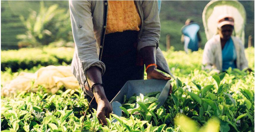 ডলার নেই, তেলের দাম চা দিয়ে মেটাবে শ্রীলঙ্কা