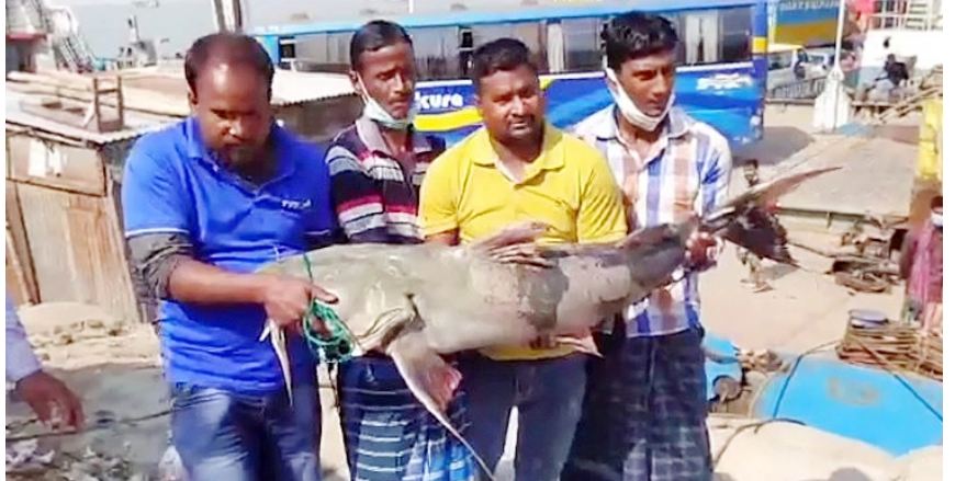 পদ্মার মাছের ওজন-দাম: যত কয় তত নয়