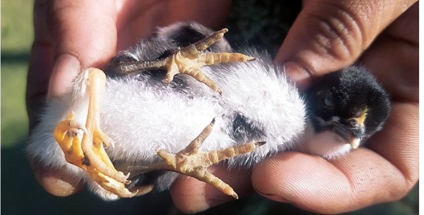 দেখা মিললো চার পা ওয়ালা মুরগির বাচ্চার