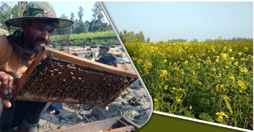 সরিষা ফুলের মধু বিক্রি করে লাখ টাকা আয়ের আশা বাদশার