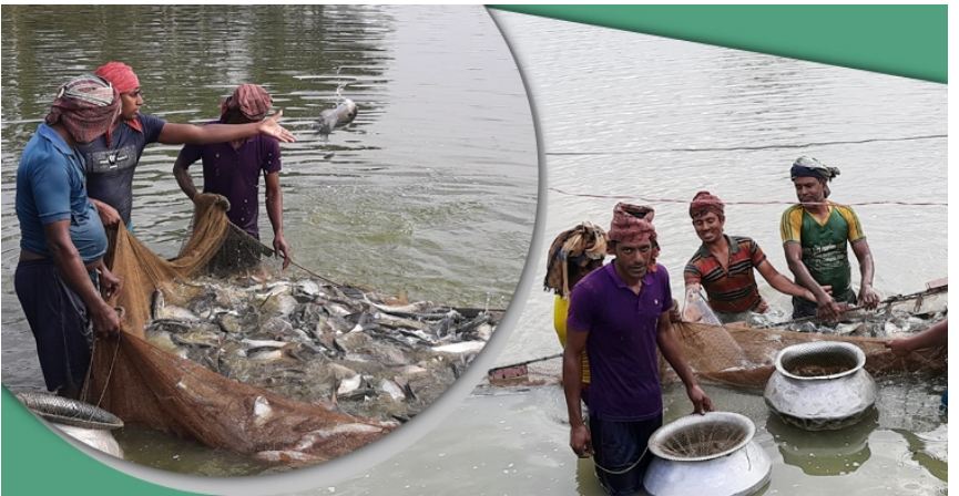 বছরে ৩ কোটি টাকার মাছ বিক্রি করেন জাহিদ