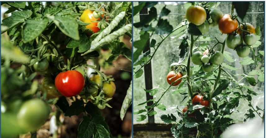 টমেটোর বিভিন্ন রোগ দূর করার উপায়