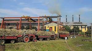 চালু না হতেই বন্ধ ঠাকুরগাঁও চিনিকলের আখ মাড়াই