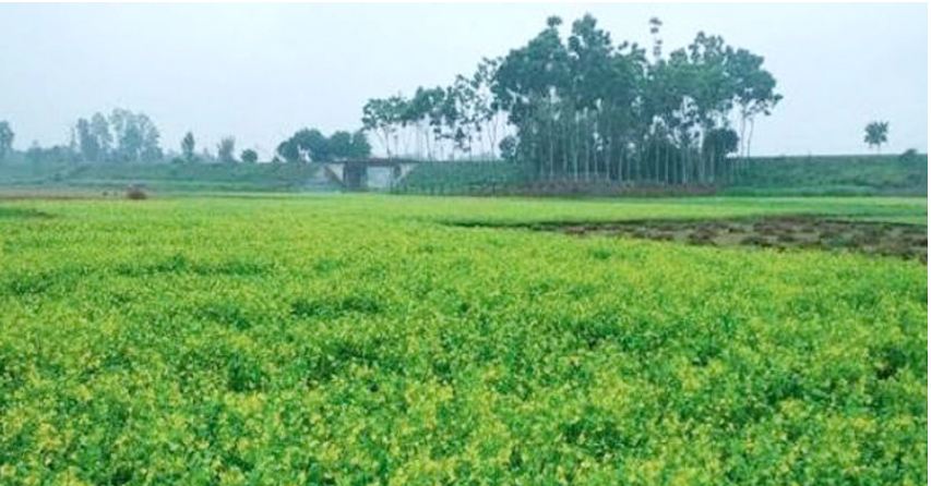 বৃষ্টিতে নষ্ট হচ্ছে নড়াইলের ১৮ হাজার হেক্টর জমির ফসল