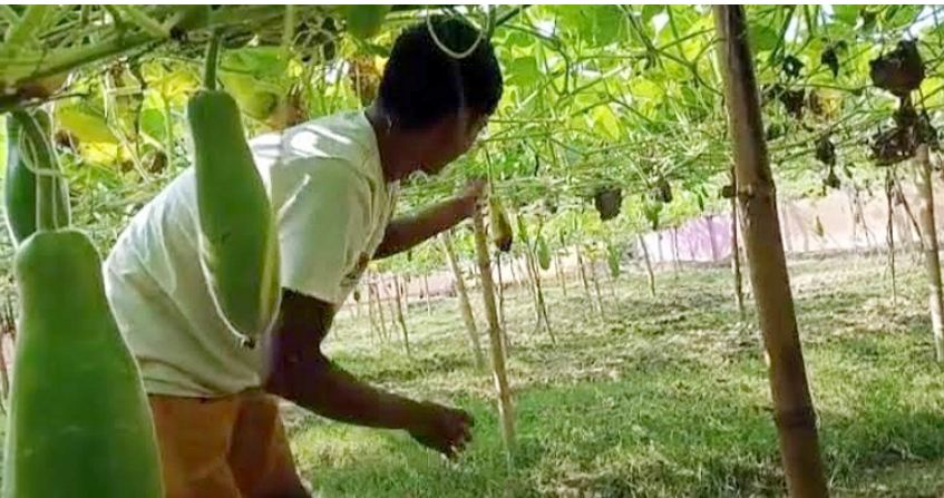কৃষিতে স্বাবলম্বী ত্রিপুরার প্রসেনজিৎ