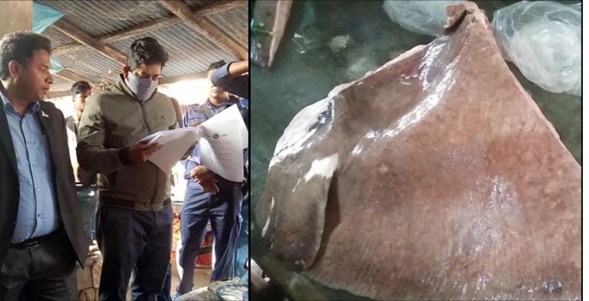 ৩ ঘণ্টার ব্যবধানে আরও একটি শাপলাপাতা মাছ জব্দ