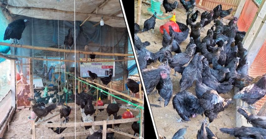 অবসরে মুরগি পালনে সফল শাহনাজ