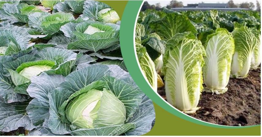 বাঁধাকপির রোগ ও পোকার আক্রমণে যা করবেন