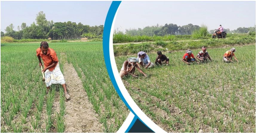 যে কারণে মূলকাটা পেঁয়াজ চাষিরা চিন্তিত