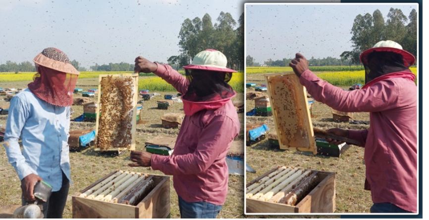 জামালপুরে ব্যস্ততা বেড়েছে মৌয়ালদের