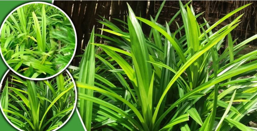 যেভাবে পোলাও পাতা চাষ করবেন