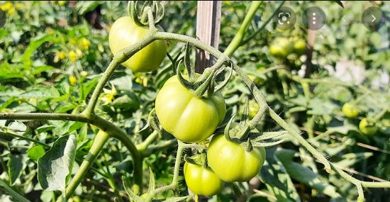 বারোমাসি টমেটোয় ১০ গুণ লাভ