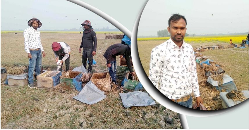 নওগাঁয় সরিষা ফুল থেকে মধু সংগ্রহে ব্যস্ত খামারি