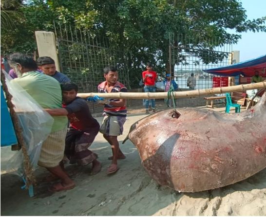 ১০ মণের শাপলাপাতা ৬৫ হাজারে বিক্রি