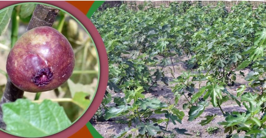 বগুড়ায় মরুভূমির ত্বীন ফলের পরীক্ষামূলক চাষ