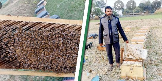 মৌচাষে লাখোপতি মনিরুল