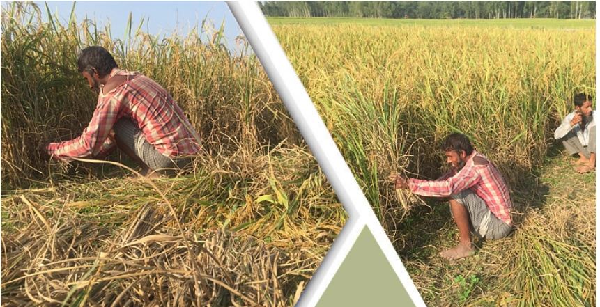 গাইবান্ধায় আমনের ব্যাপক ফলন