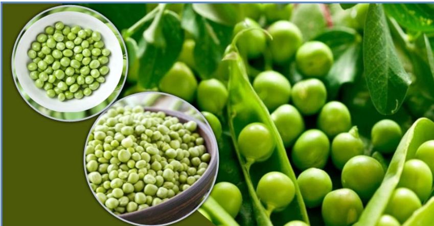 মটরশুঁটি চাষ করার সহজ উপায়