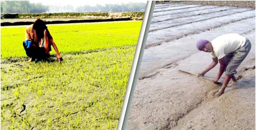 তীব্র শৈত্যপ্রবাহে ধানের বীজতলার যত্ন নেবেন যেভাবে