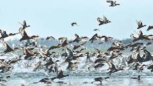 শীত কম তাই পরিযায়ী পাখিও কম